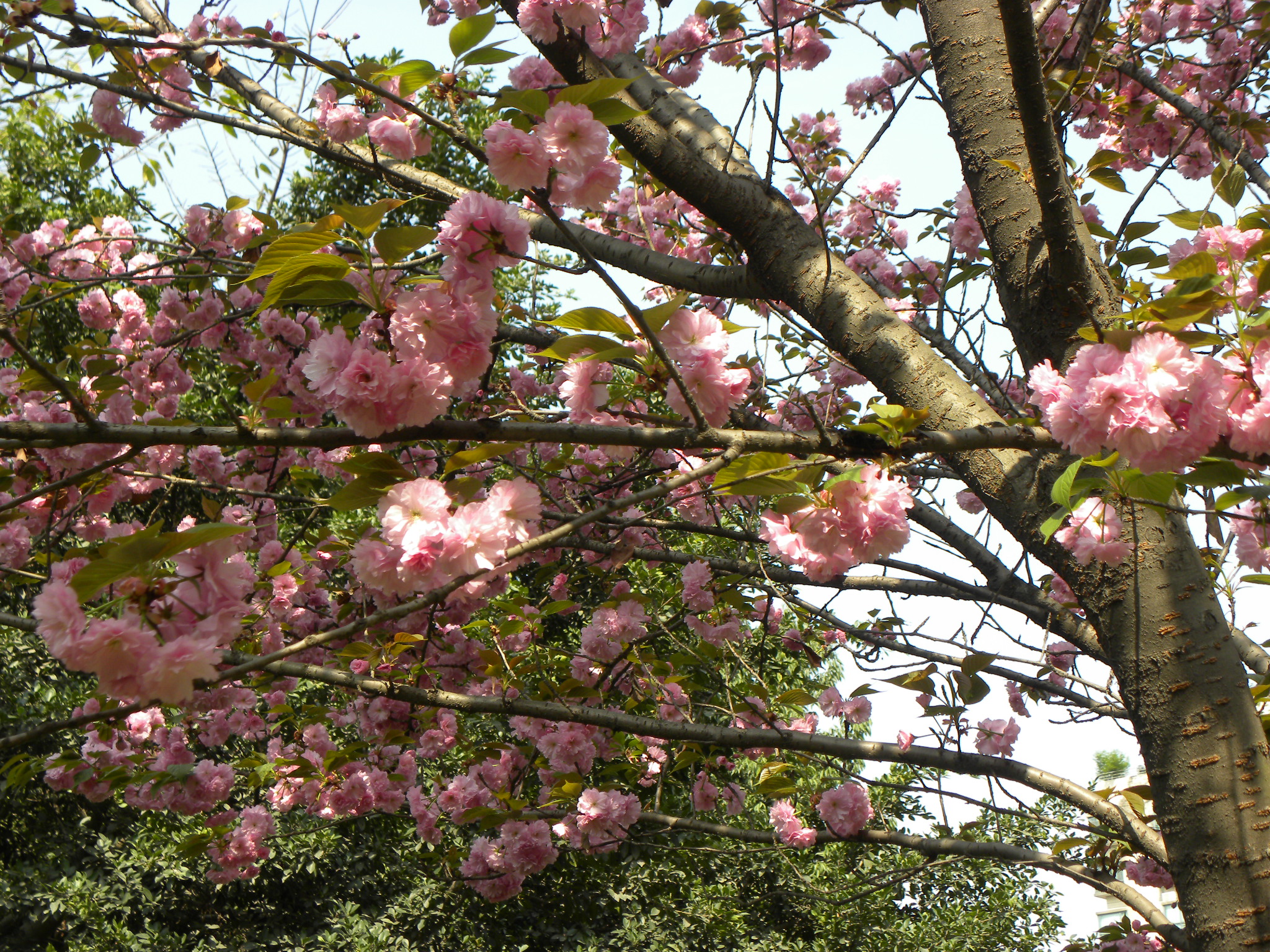 DSCN9747.JPG