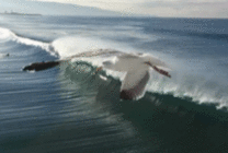 t01765238db411a9adb.gif