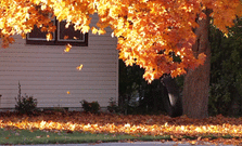 t01d08e5f5f2489c299.gif