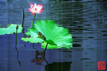t01b95e4363cf877836.gif