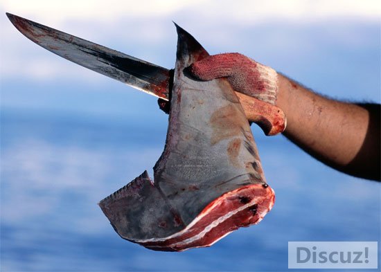 shark-fin.jpg