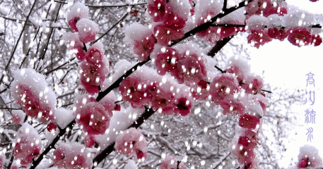 t01d739195ce0d63cc0.gif