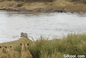 t0110352b023be23c00.gif