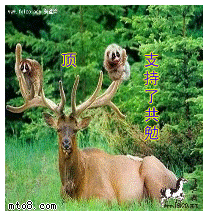 100.gif