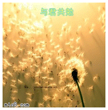 317.gif