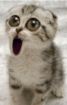2929.gif