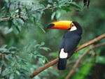 animal_6_150.jpg