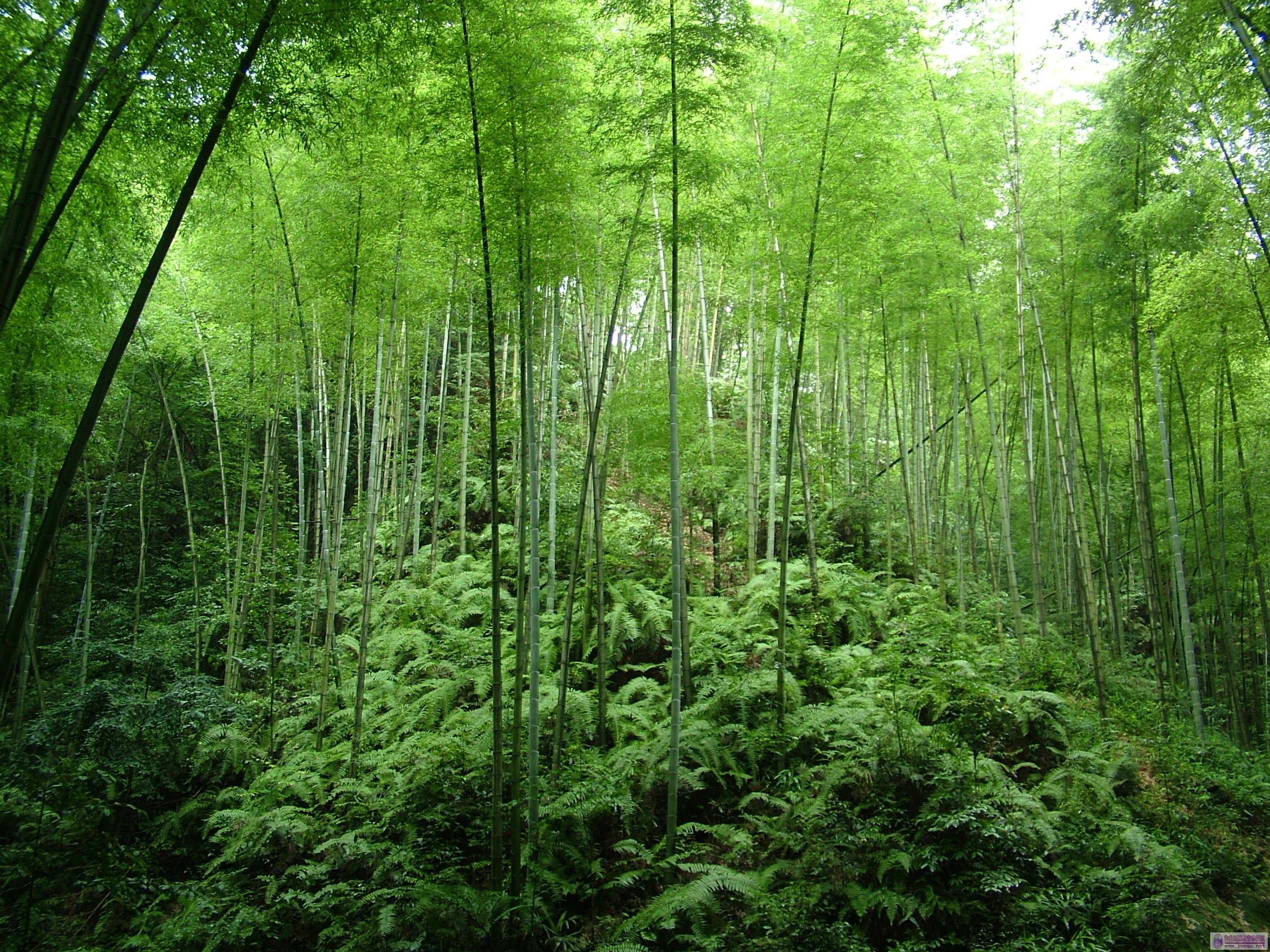 DSCF1285.JPG