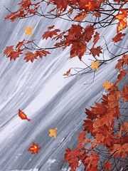 t0118f9ab21132852f7.gif